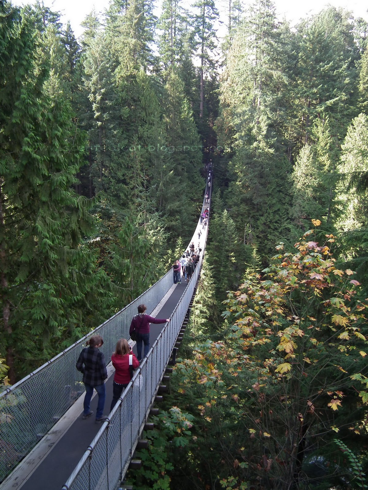Scented Leaf A Walk to Capilano Suspension Bridge