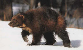 wolverine.jpeg