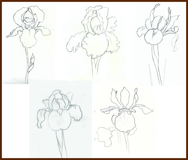 Weekly Doodles and tuts How to draw an Iris flower Method 2