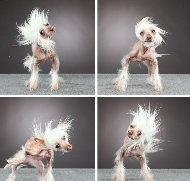 Funny Cool Pictures Funny Faces Of Dogs