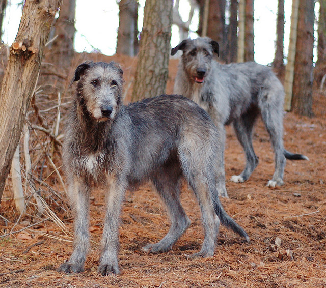 Big Kakashis Dog Big Kakashis Dog