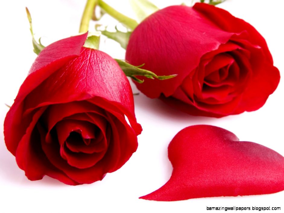 red roses most popular rose rose wallpapers beautiful rose red red roses most popular rose rose wallpapers beautiful rose red