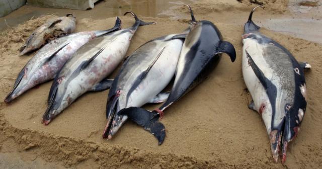Este año ya han aparecido 1,100 delfines muertos en la costa francesa