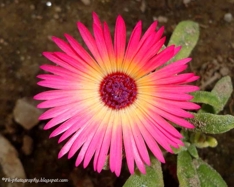 Livingstone Daisy Nature, Cultural, and Travel Photography Blog