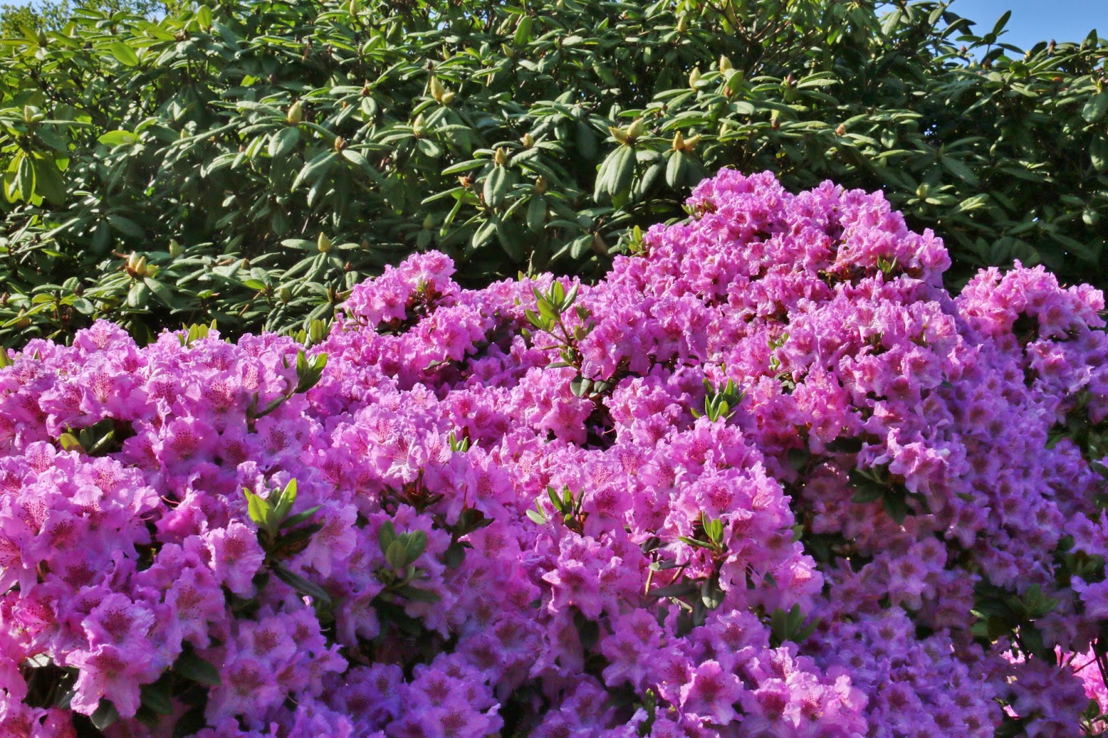 Poco Loco Healthcare Holiday In Hamburg