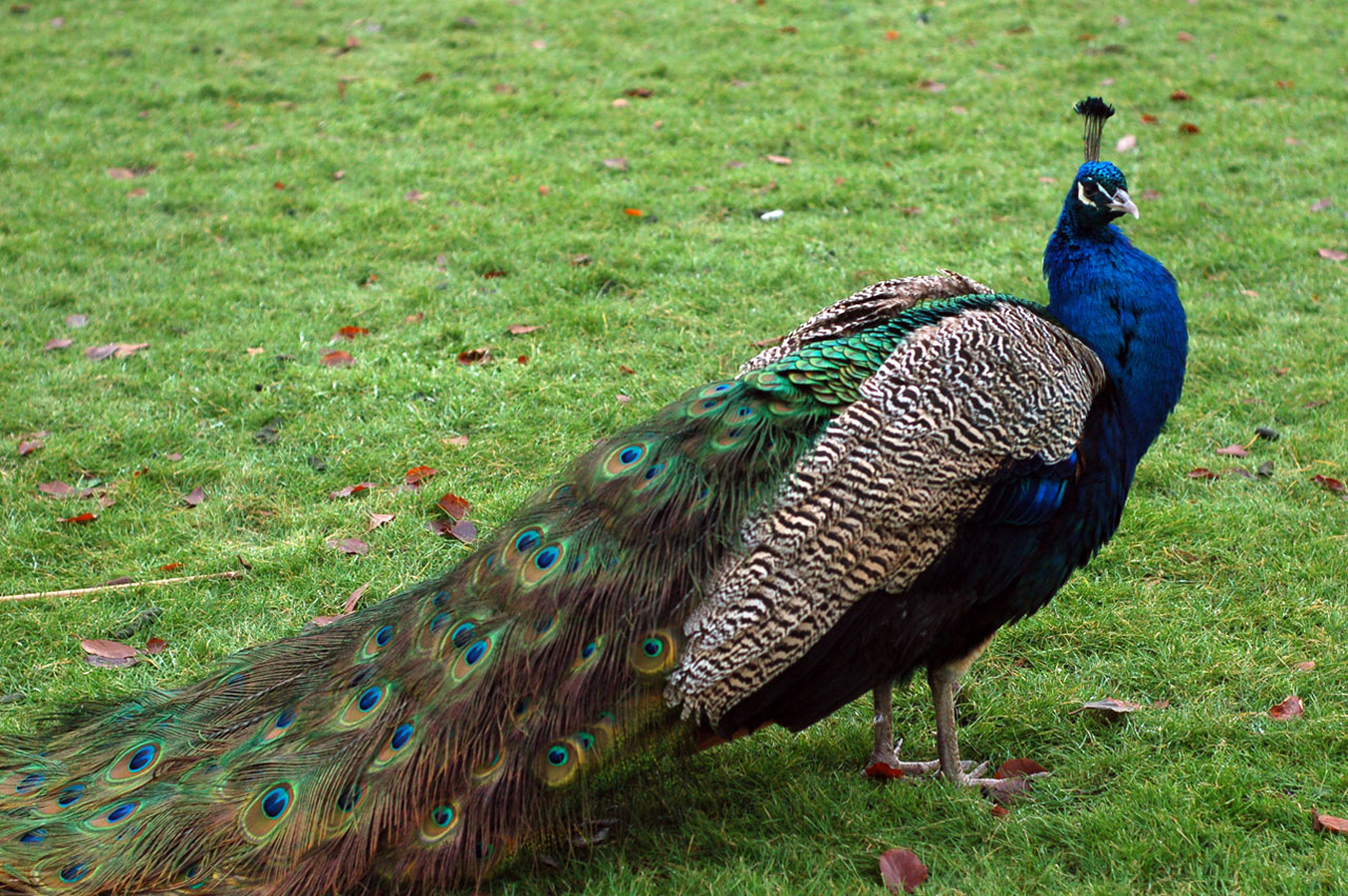 Peacock | The Biggest Animals Kingdom