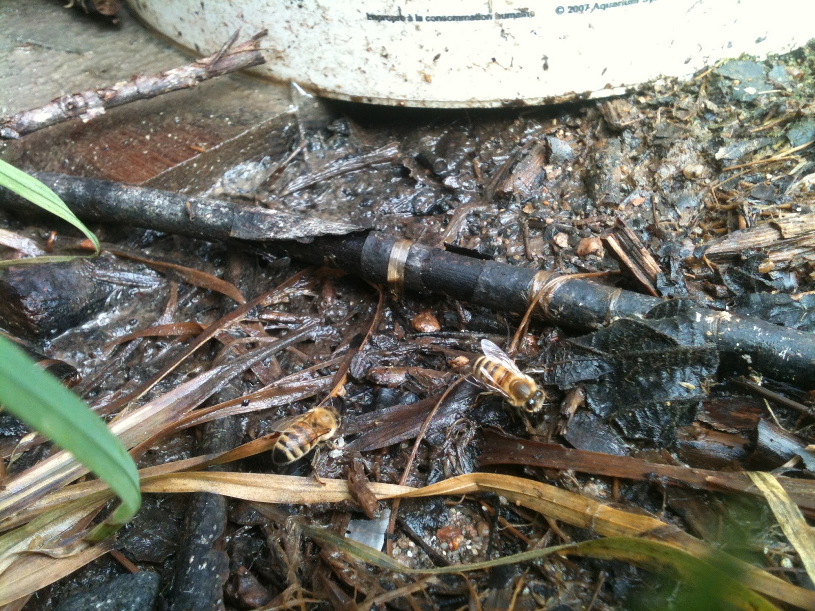 Che Guebee Apiary My bees collect Urine and Blood