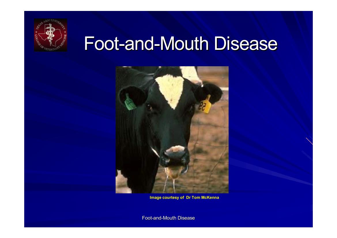 الحمى القلاعية_foot &mouth disease poultry science