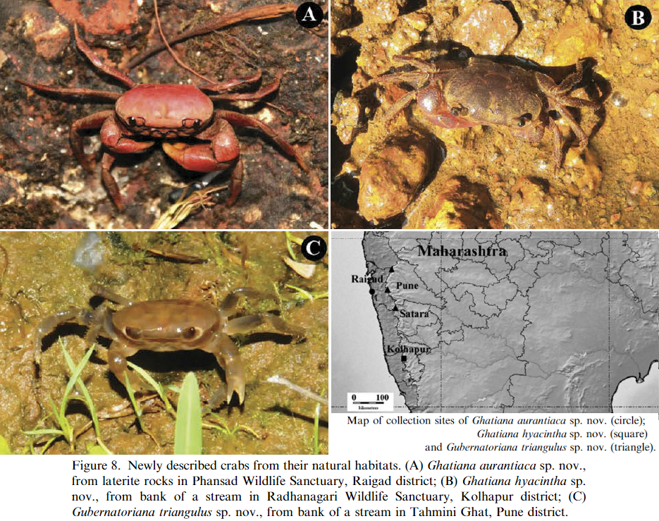Species New to Science [Crustacea • 2014] Description of Ghatiana, A