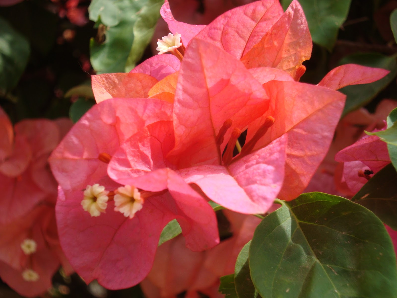 Flower Homes Flowers of World Countries ( W, X .Y , Z )