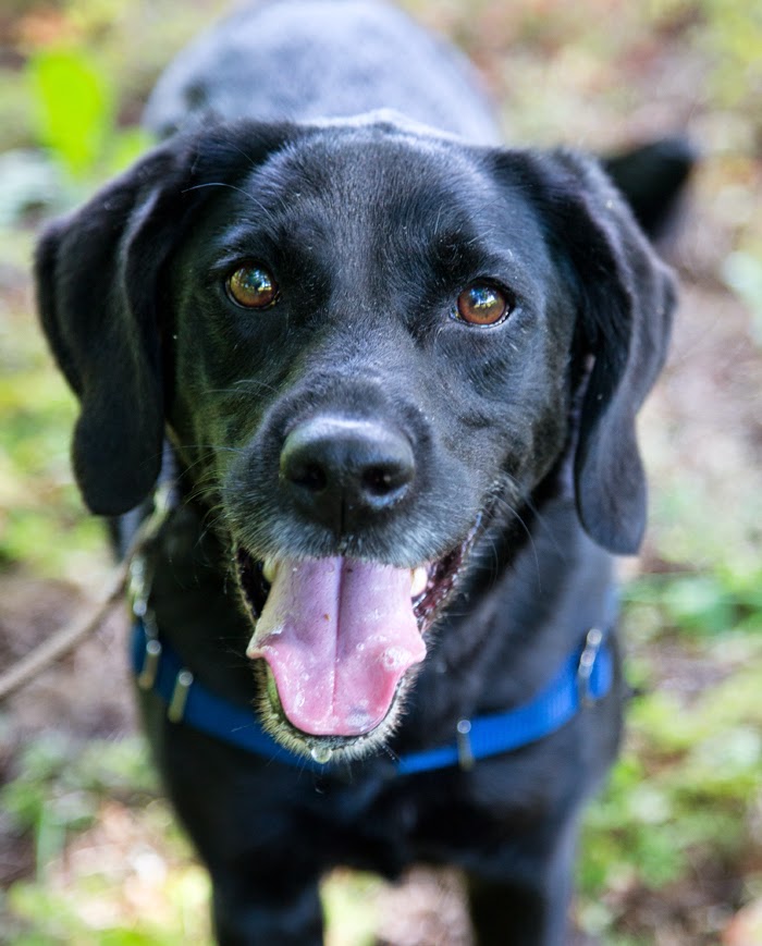 Shelter Dogs of Portland "BELLE" the best Lab mix