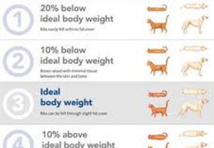 Body Condition Score For PetsHow Do You Know if Your Pet Is