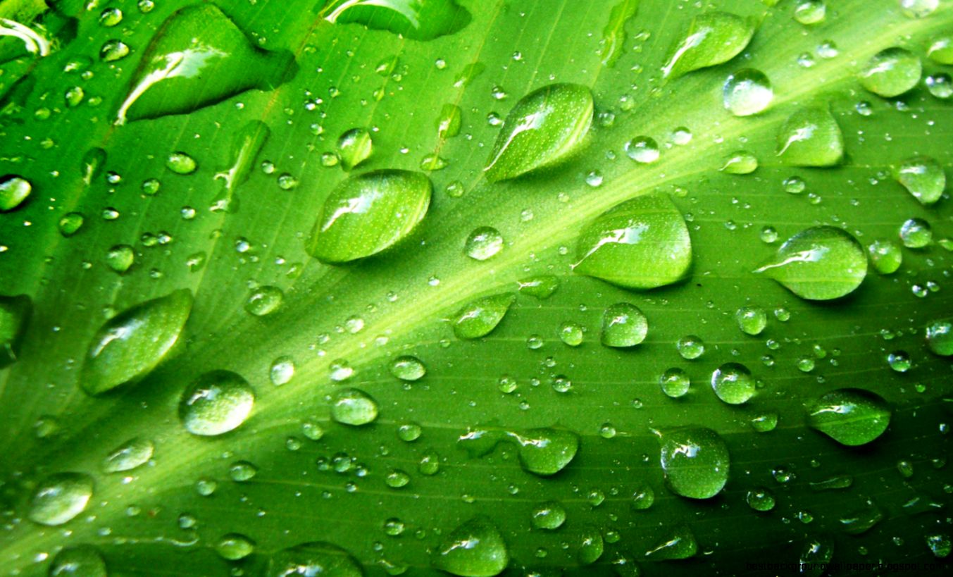 Green Leaf Water Nature Green Leaf Water Nature