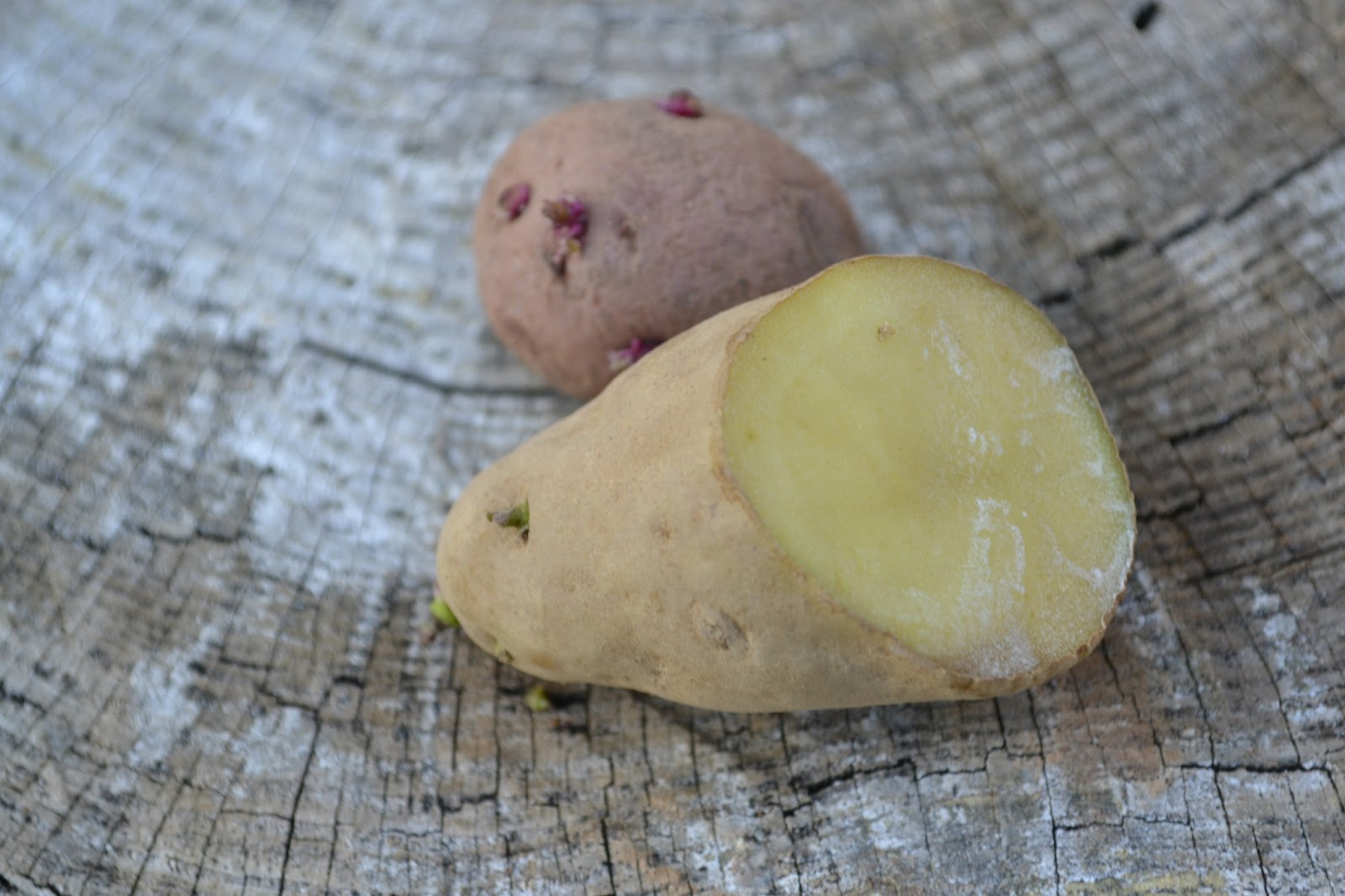 potatoes Garden Delights