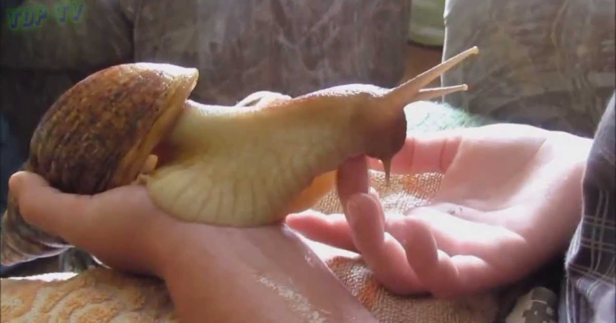 Мастурбатор Snail