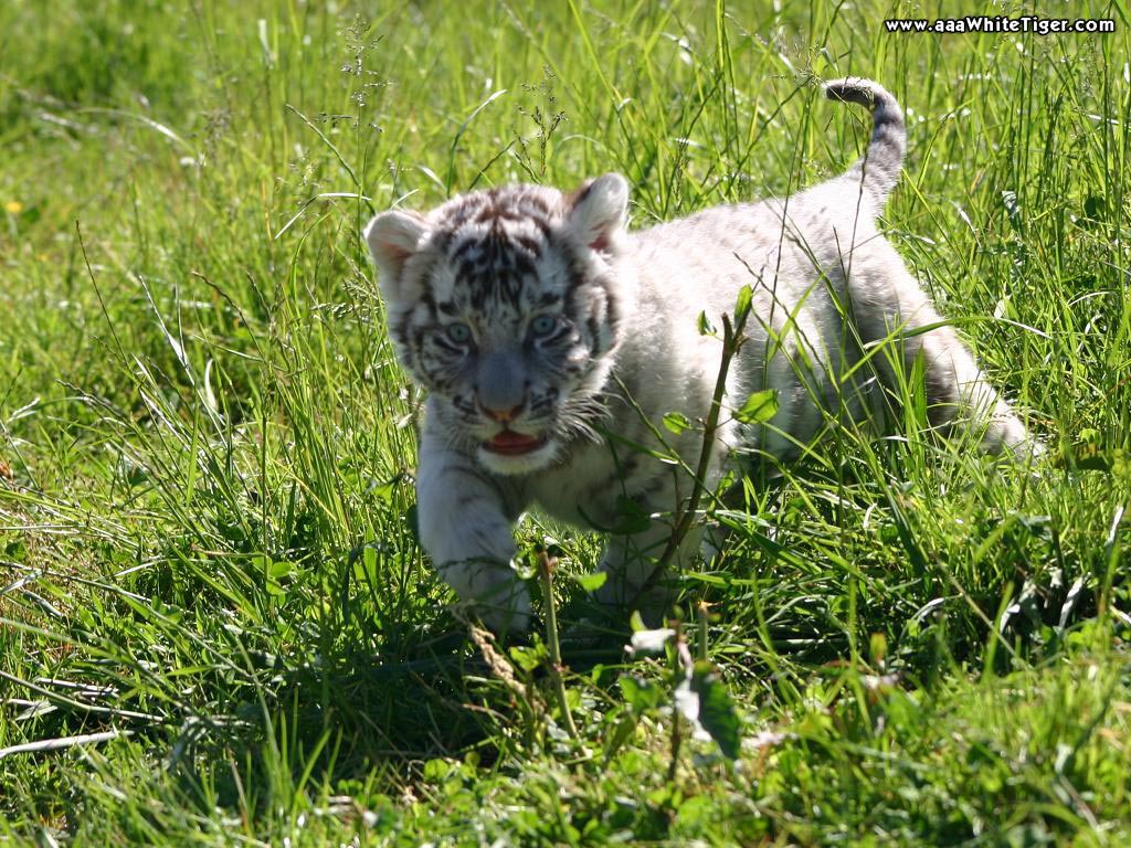 Baby+white+tiger