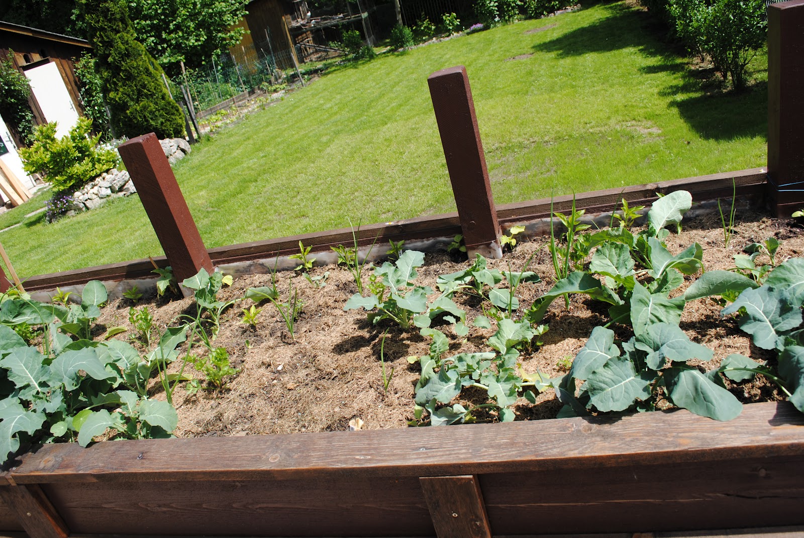MamaMia: Heute im Garten - Korrigiere Kohlfliegen ...