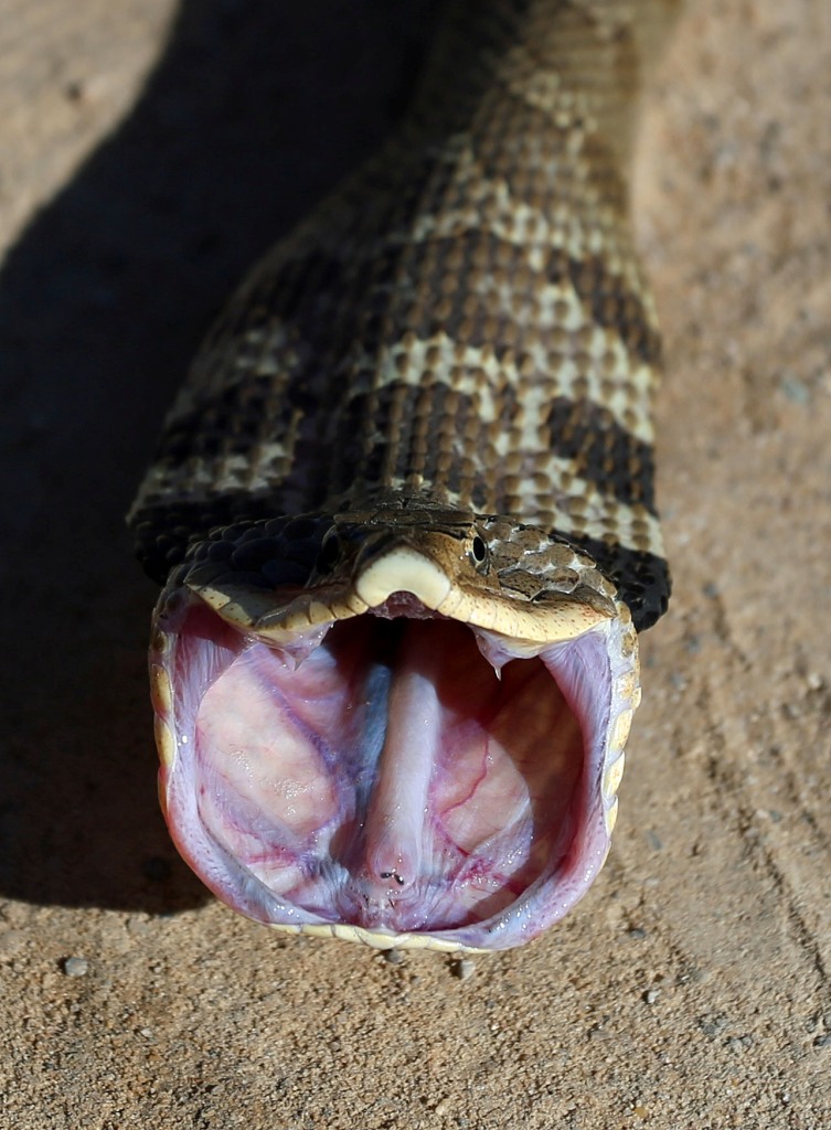 Ohio Birds and Biodiversity Cool encounter with an Eastern Hognosed Snake