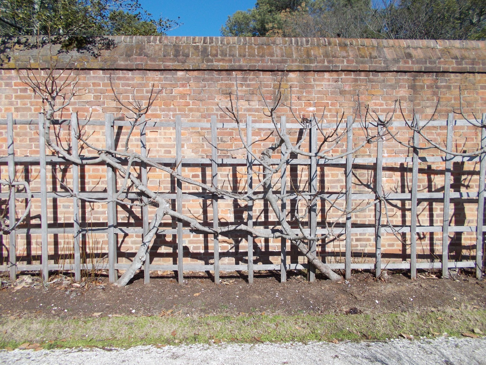 Brenda's Berries & Orchards Espalier, a Different Way to Prune Fruit Trees