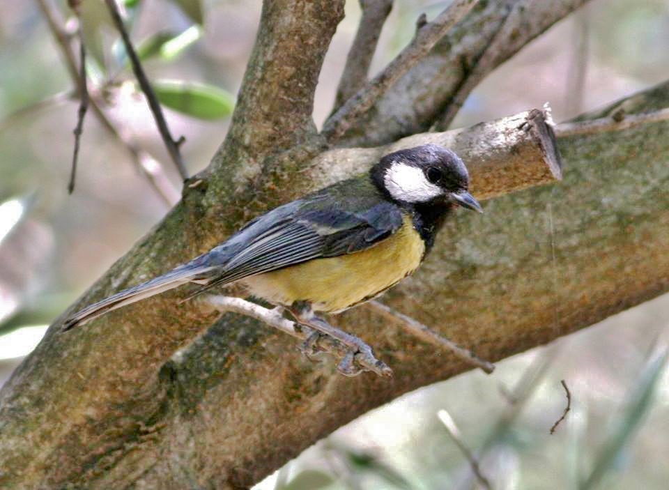 Great Tit, Parus Major. is a Passerine Bird in the Tit Family