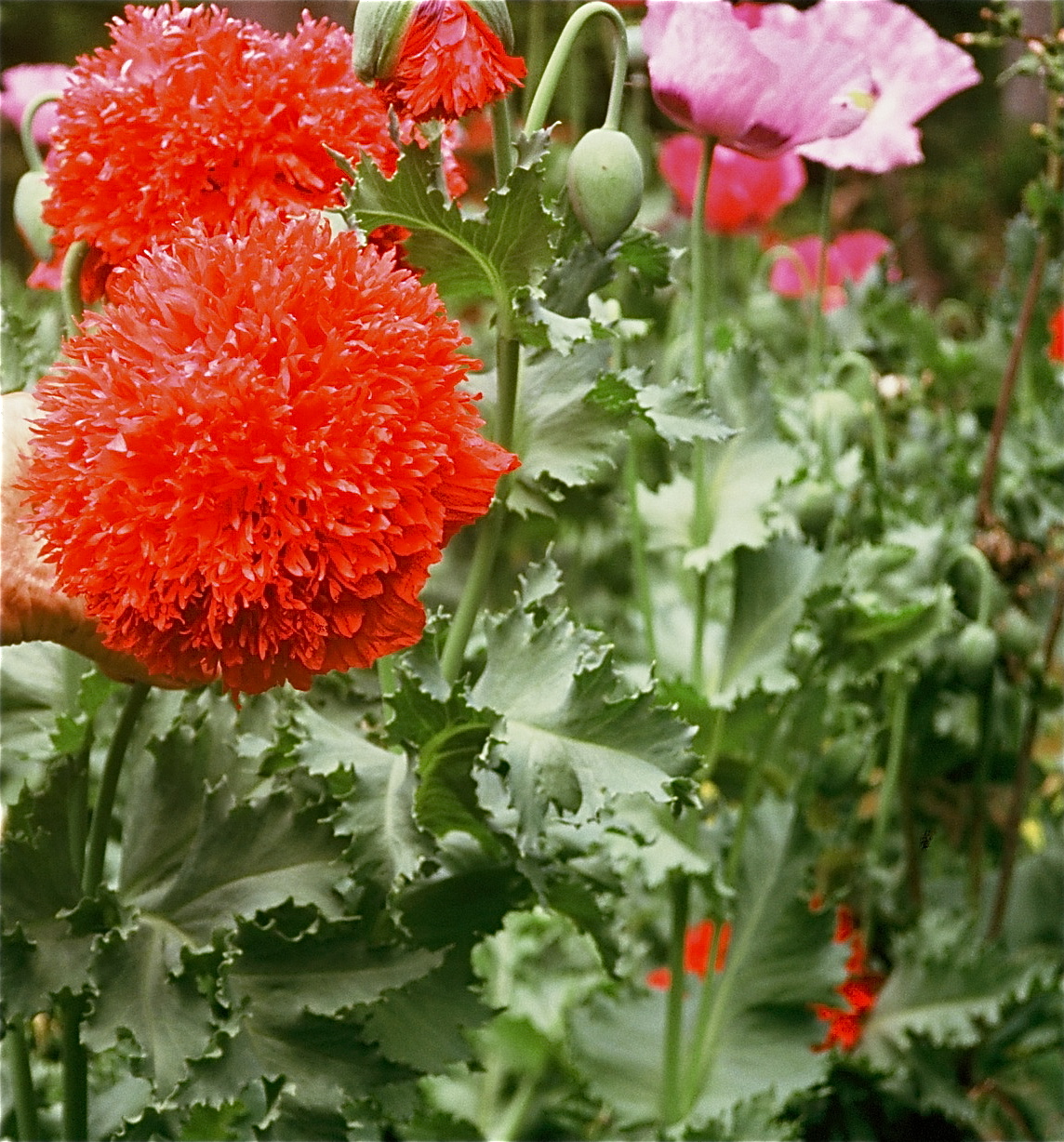 Garden Photo Of The Day 12 01 2012 01 01 2013