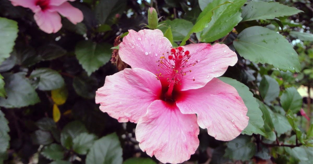 .little jimmy's corner Gumamela Flower