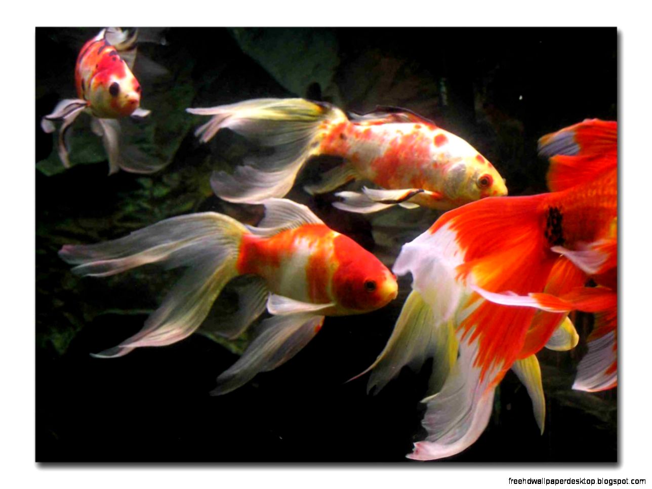Goldfish Aquarium Fish Goldfish Aquarium Fish