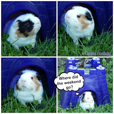 collage of a guinea pig 