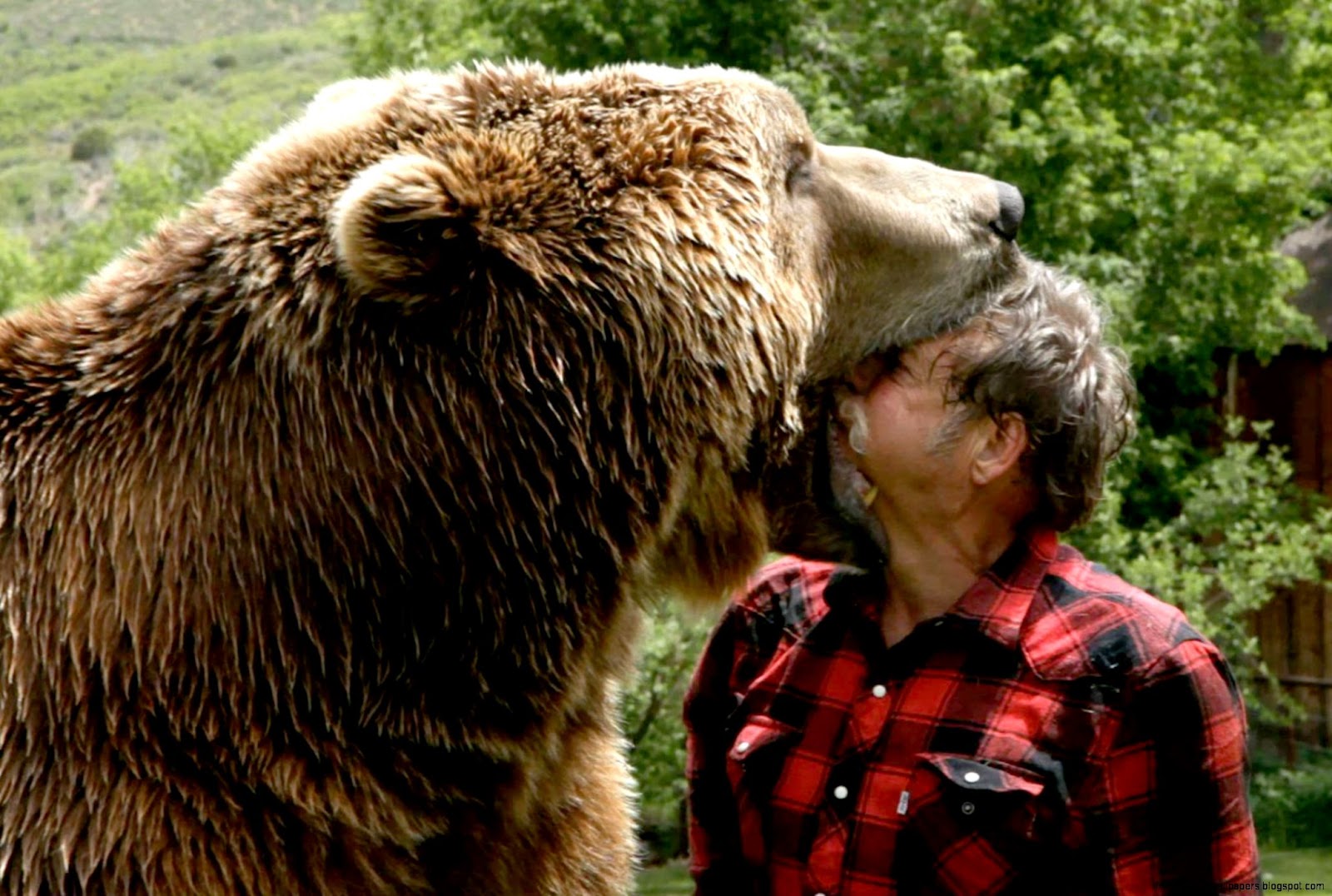 Grizzly Bear Roaring Standing Up Grizzly Bear Roaring Standing Up