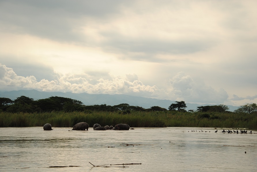 CasiDiario de un Nómada del S.XXI Parque Nacional de la Rusizi