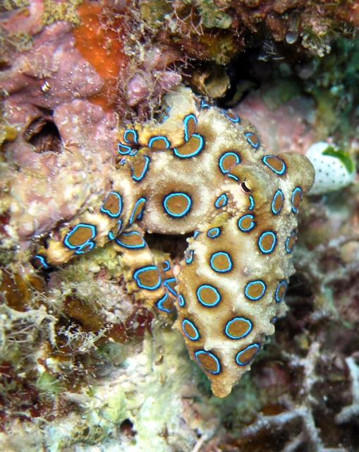 5 Most Venomous Animals in The World | Amazing Creatures