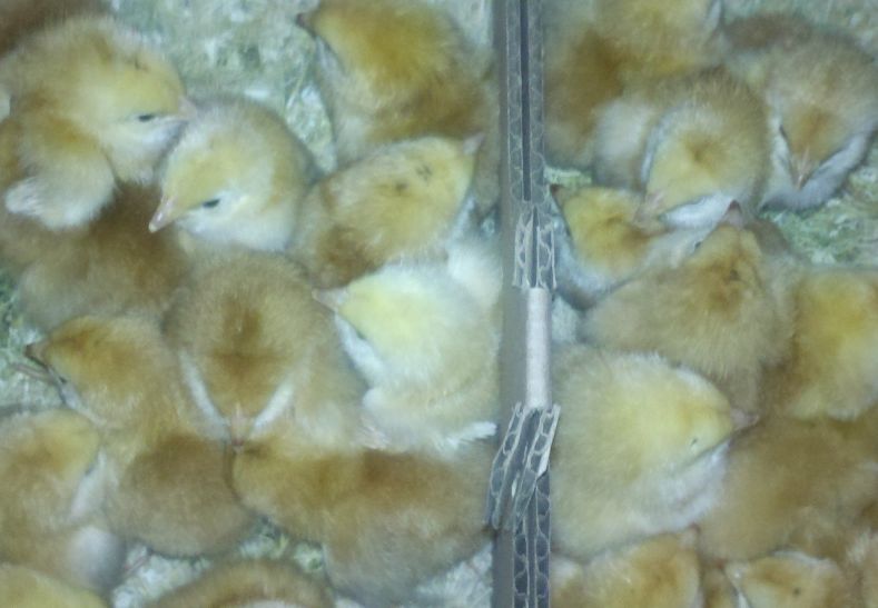 Countrified Hicks Mail Order Chicks from Hoover's Hatchery