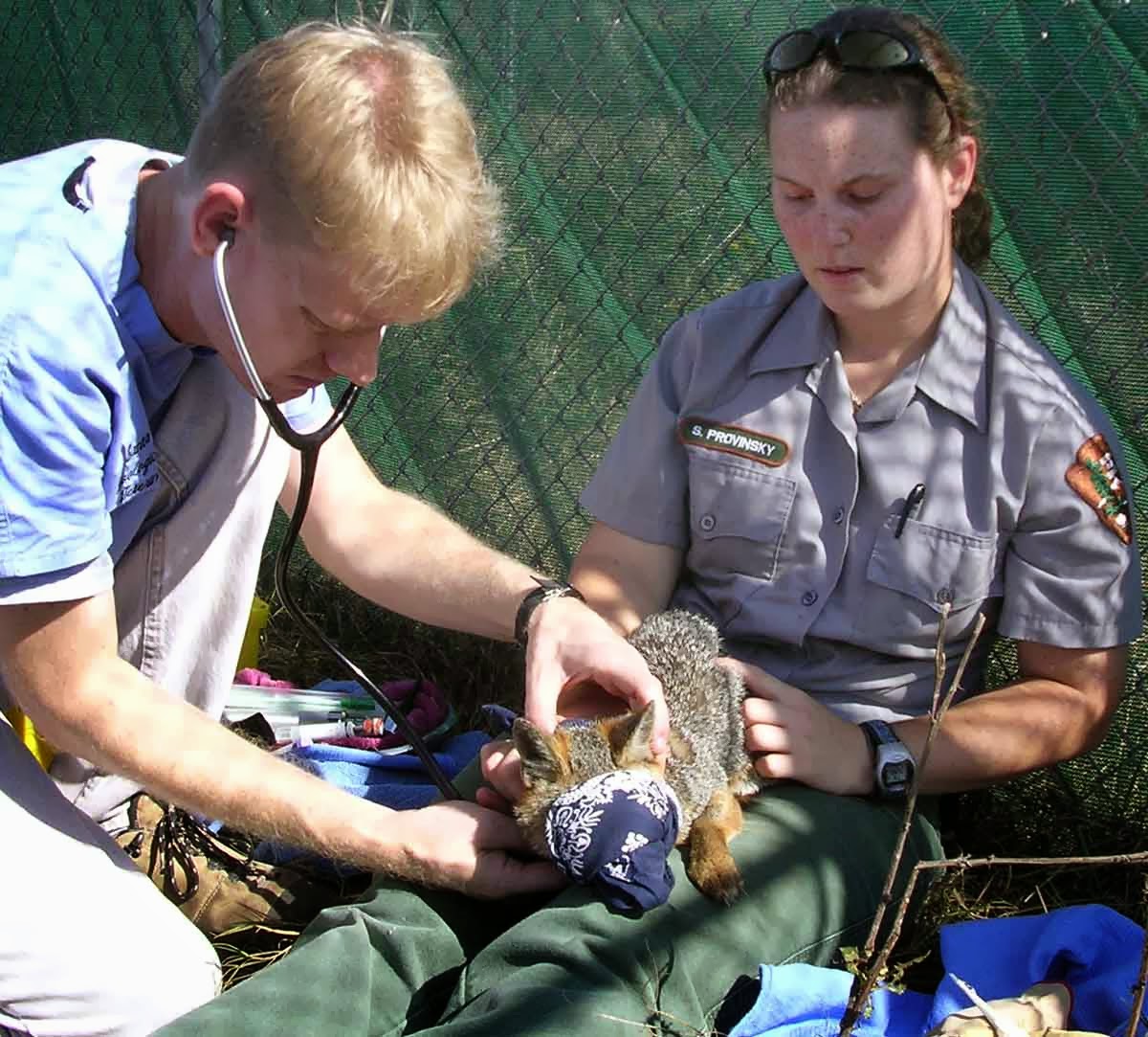 Friends of the Island Fox Annual Meeting of Island Fox Conservation