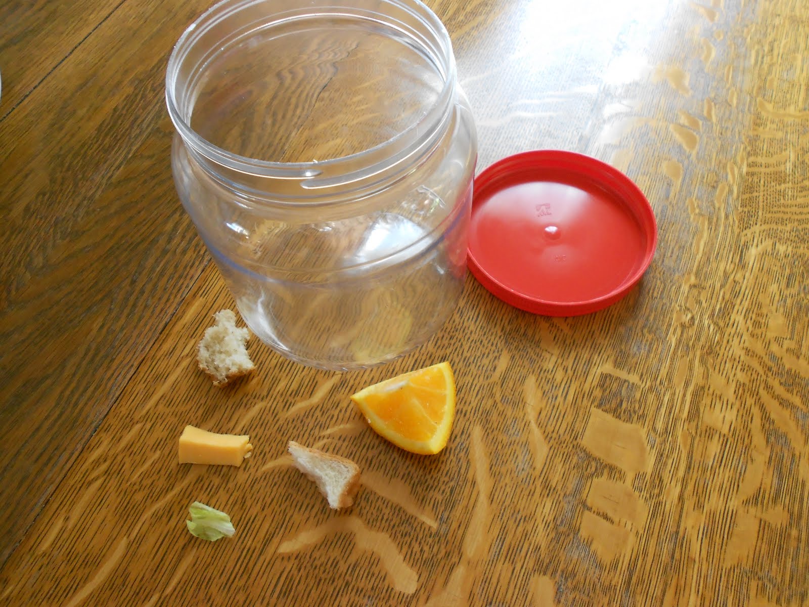 Almost Unschoolers How to Make a Mold Terrarium