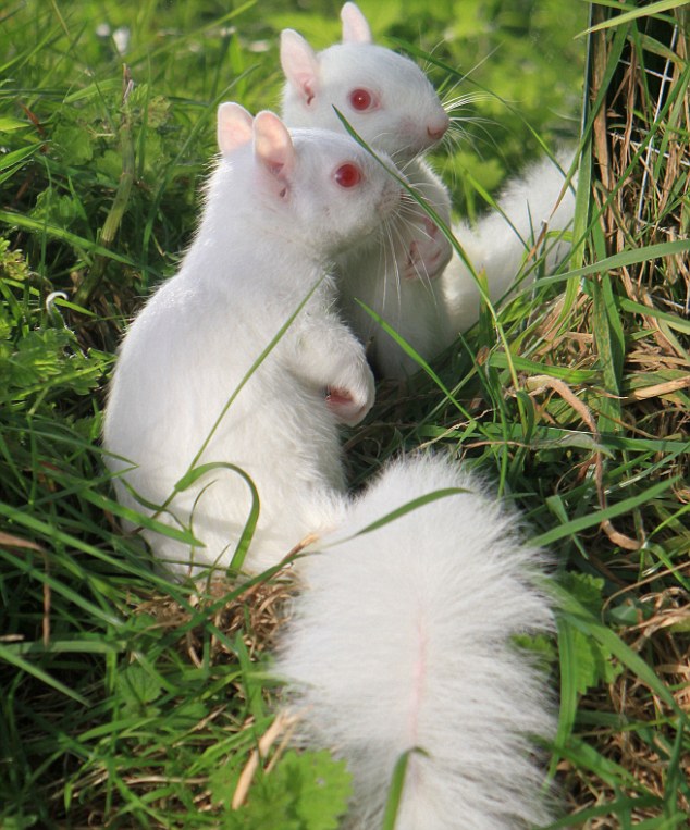 The News For Squirrels: Albino Squirrel