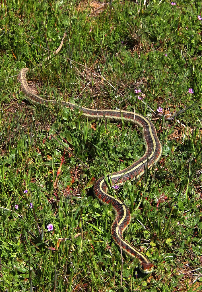 snake Snakes | Reptile and Amphibian Lifelist