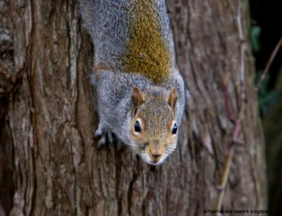 Tree Squirrel Picture Normal 1024x768 Tree Squirrel Picture Normal 1024x768