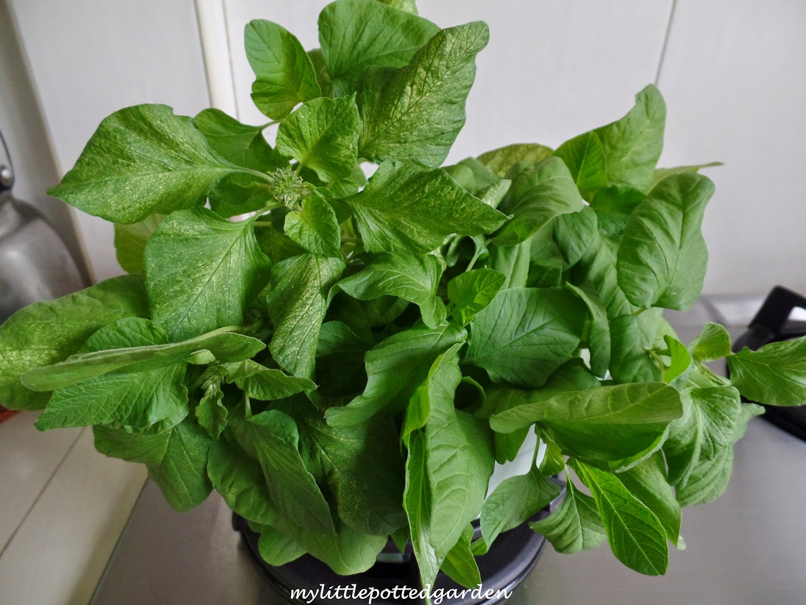My Little Potted Garden Chinese Spinach (Amaranth)