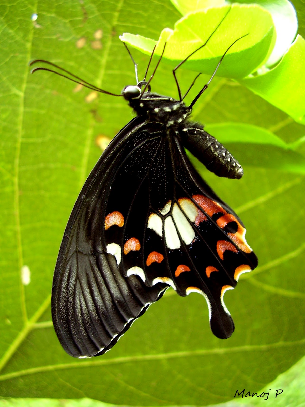 My Butterfly Garden Common Rose Pachliopta aristolochiae Fabricius