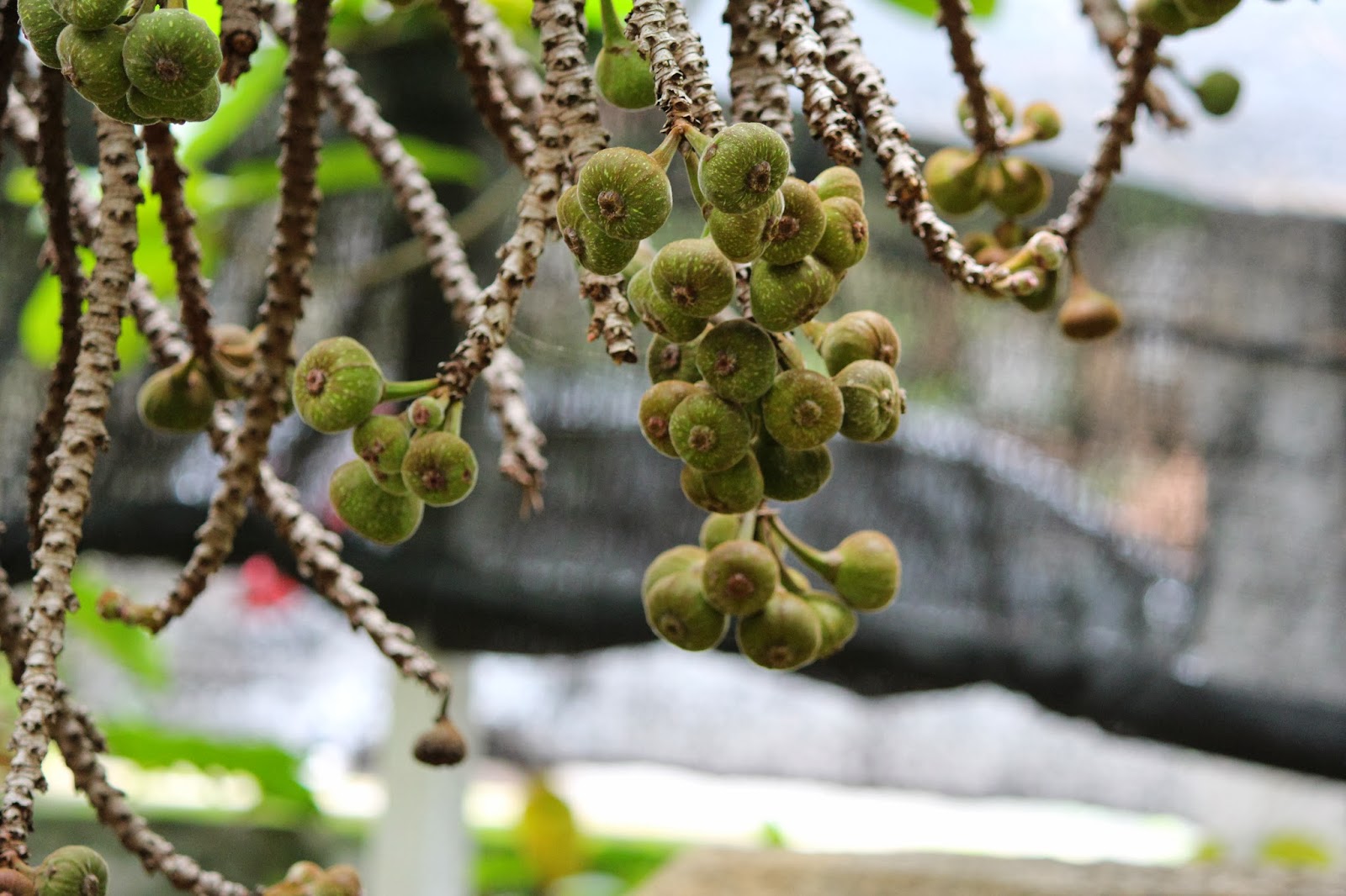 EnviroApps Trees in Agroforestry