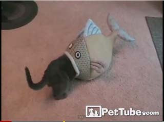 魚吃貓