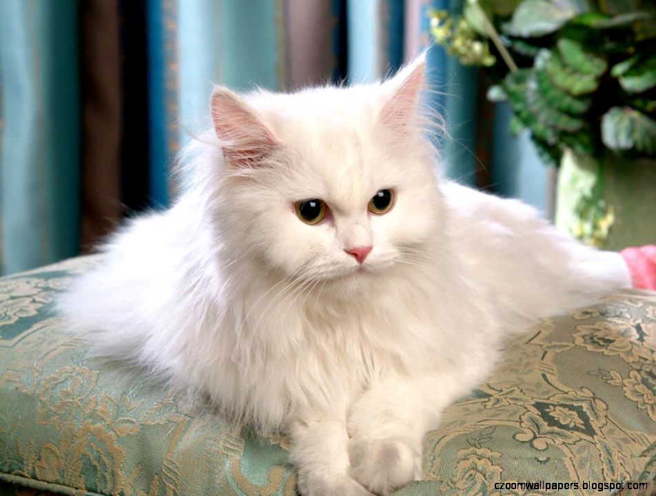 Persian Cat hd wallpapers Persian Cat Pictures Cool Wallpapers Persian Cat hd wallpapers Persian Cat Pictures Cool Wallpapers
