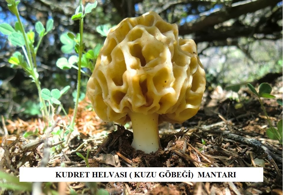 PEYGAMBERLER VE HAYAT HİKAYELERİ MUSA PEYGAMBER