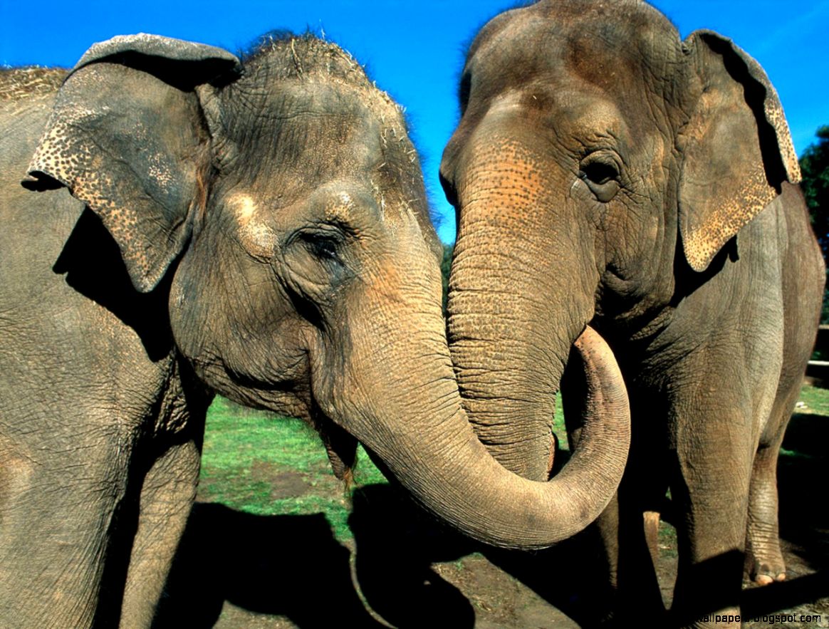 Elephant Pictures African Elephant Animal Photos Elephant Pictures African Elephant Animal Photos