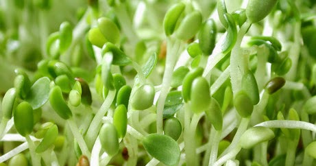 Memahami Tata Cara Berkebun: Cara budidaya toge