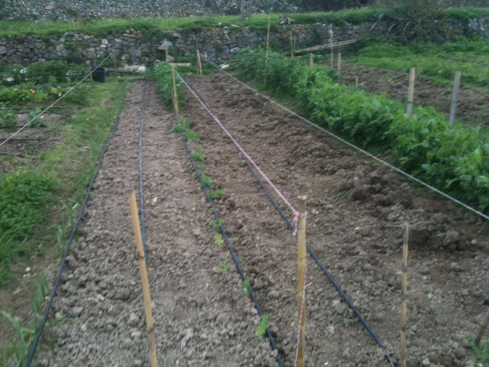 MY HUERTO URBANO: GUISANTES