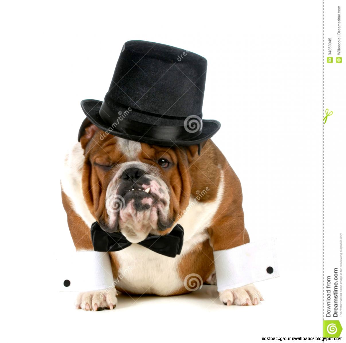 Funny Dog Royalty Free Stock Photo   Image 34858045 Funny Dog Royalty Free Stock Photo   Image 34858045