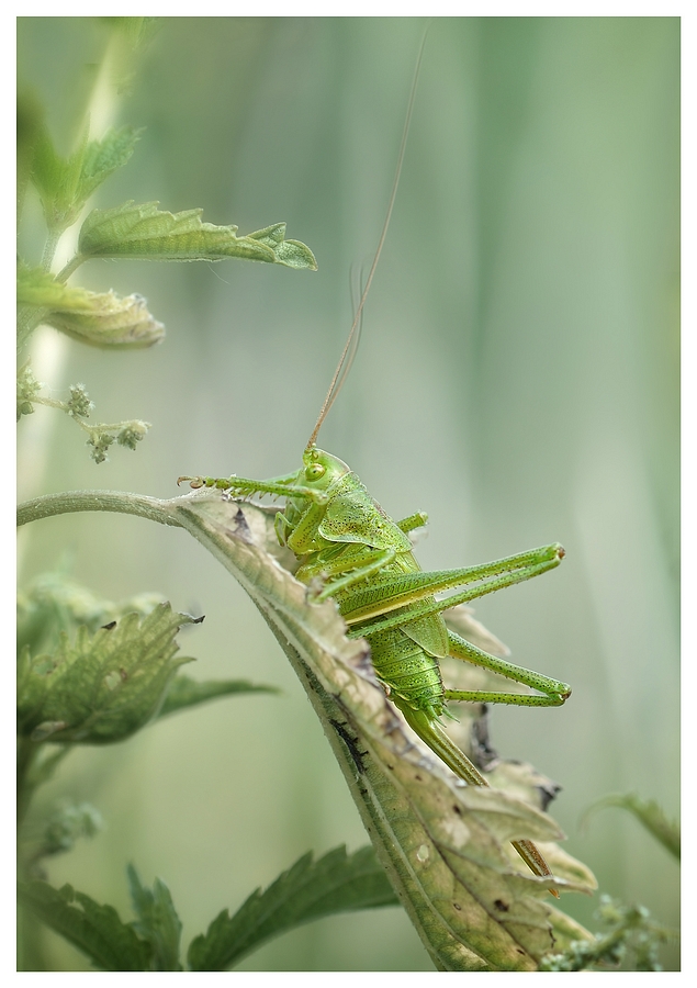 Fotografie