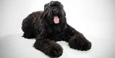 Black-Russian-Terrier.jpg