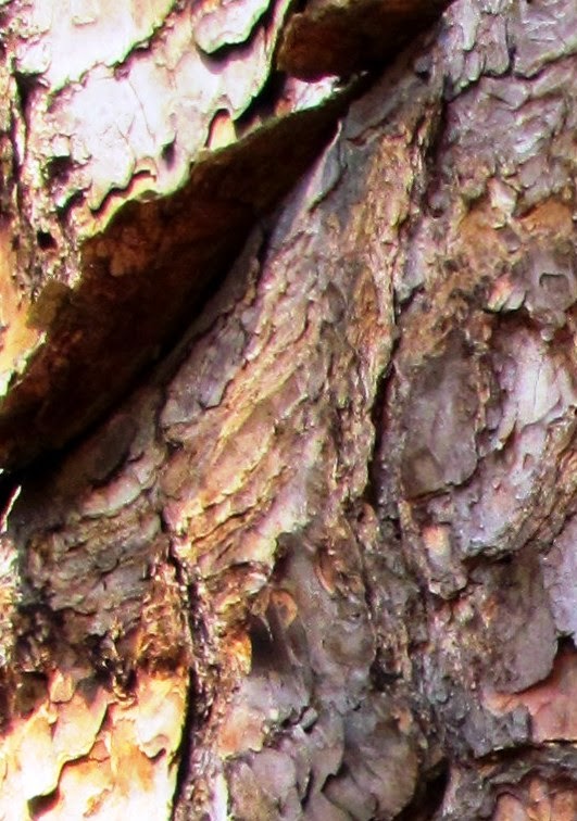 The pine bark extract benefits My Day With Coffee